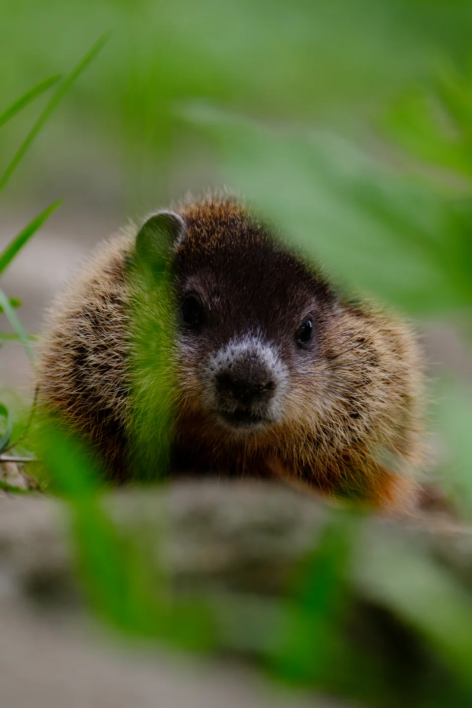 Wildlife